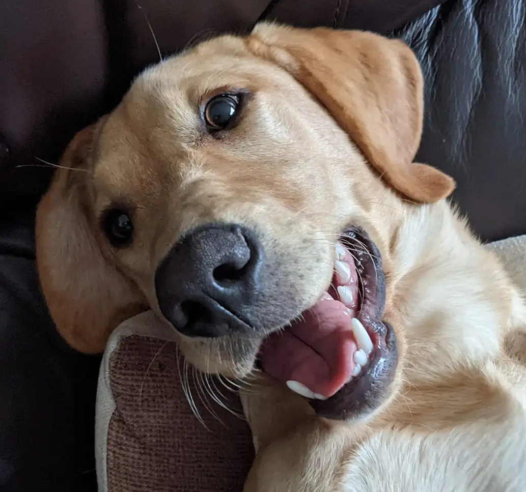 A Dog Faced Boy's Tail 